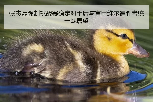 张志磊强制挑战赛确定对手后与富里维尔德胜者统一战展望